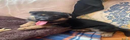 Pastor Alemán perros en venta: PASTORES ALEMANES - Anuncio 2