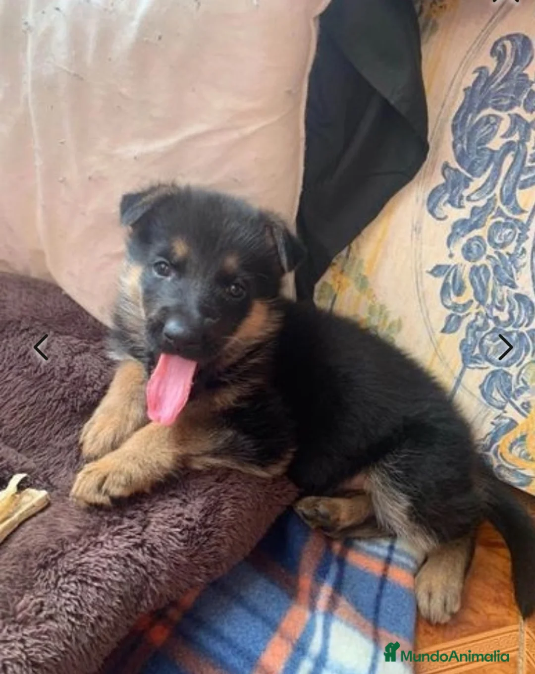 Pastor Alemán perros en venta: PASTORES ALEMANES - Anuncio 2