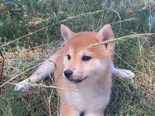 Shiba Inu perros - Anuncio 1
