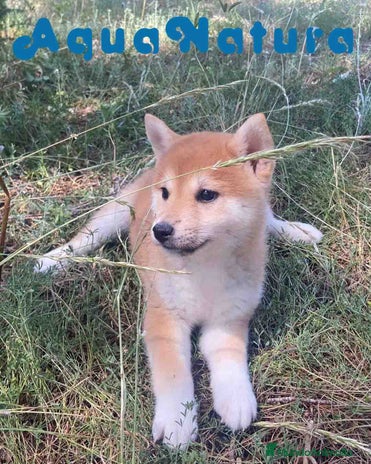 Shiba Inu perros - Anuncio 2