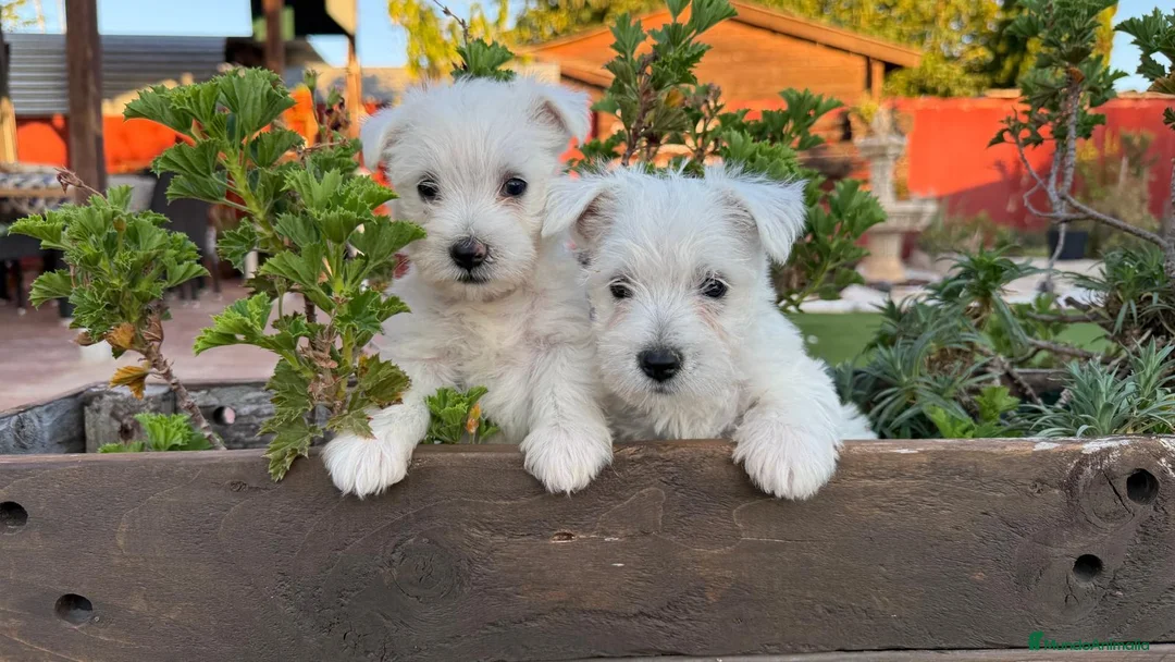 West Highland White Terrier perros en venta: Cachorritos de westy - Anuncio 2