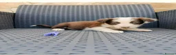 Border Collie perros en venta: Borde collie - Anuncio 4