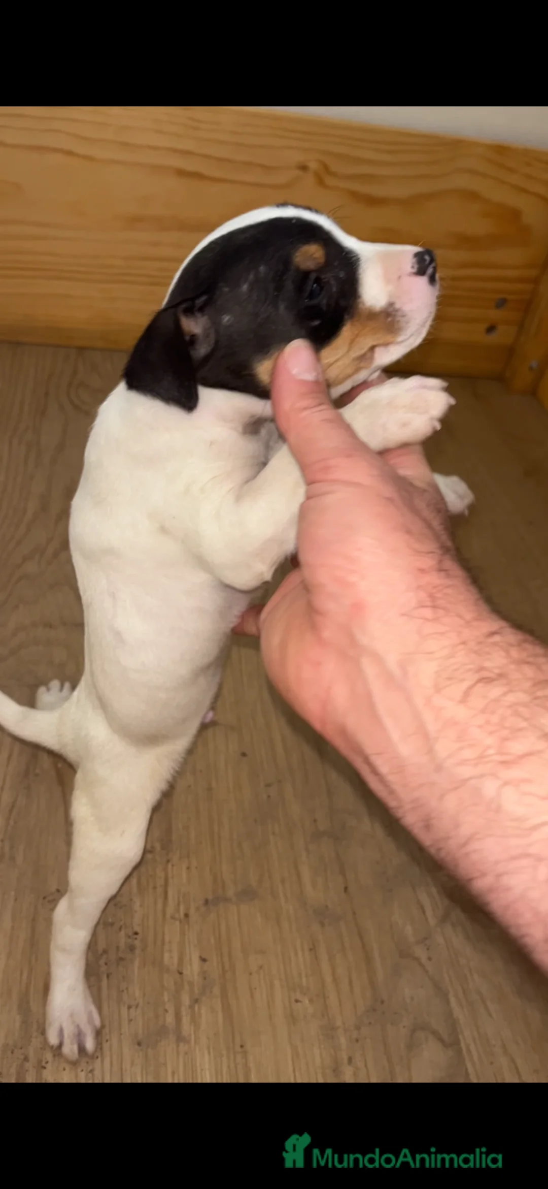 Ratonero Bodeguero Andaluz perros en venta: Ratonero bodeguero andaluz  - Anuncio 2