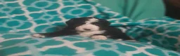 Perro de Agua Español perros en venta: PERRO DE AGUA ESPAÑOL - Anuncio 6