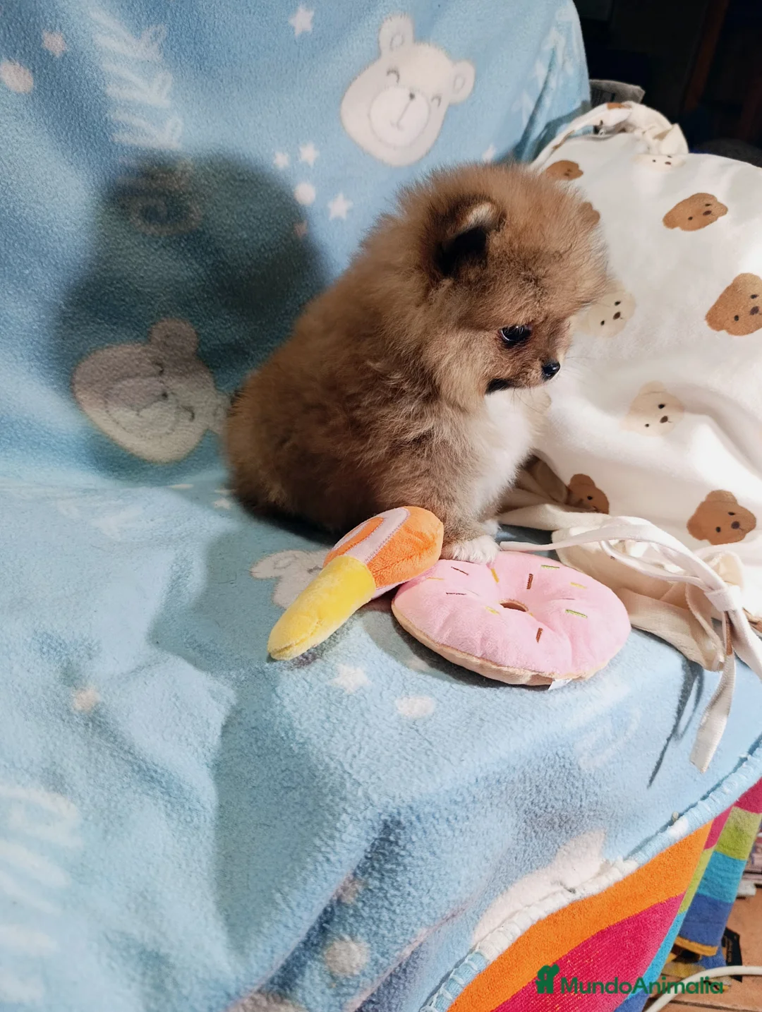Pomerania perros en venta: ‼️POMERANIAS AMERICANOS TAMAÑO TOY  - Anuncio 4
