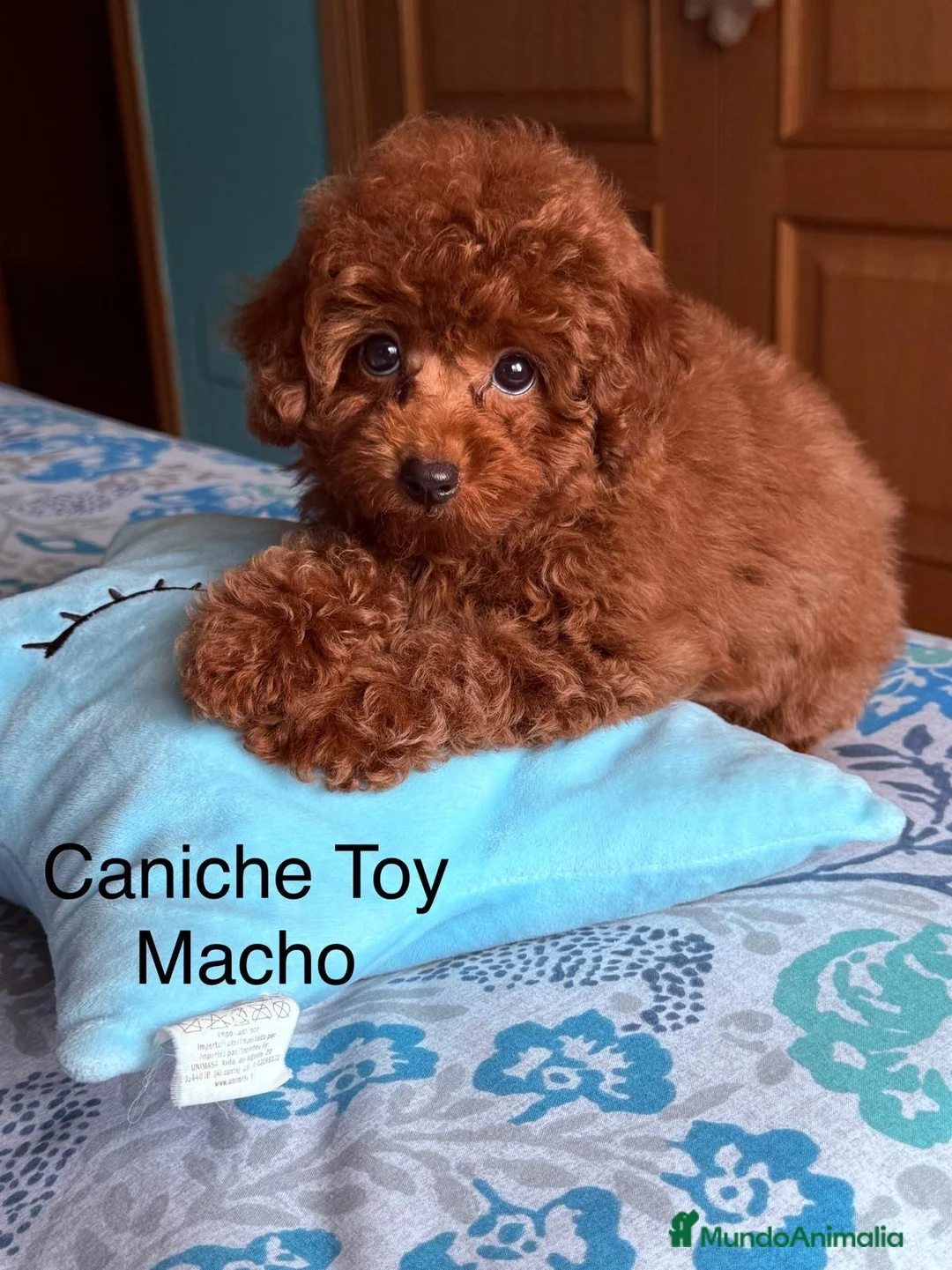 Caniche Toy perros en venta: Caniche toy asiático disponible fotos reales !!! - Anuncio 2