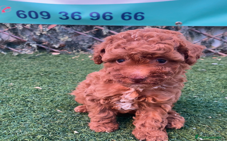 Caniche Toy perros - Anuncio 4