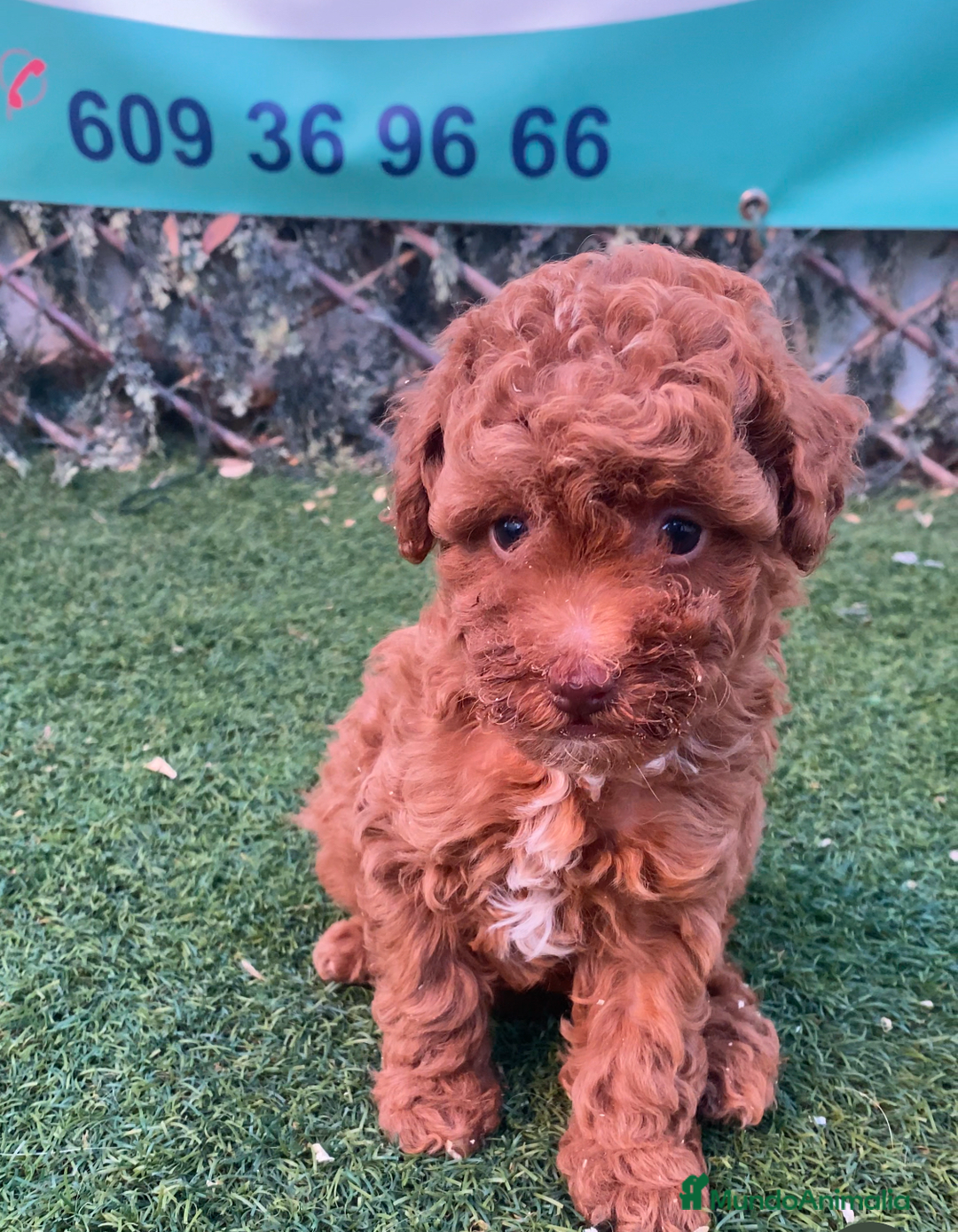 Caniche Toy perros en venta: CACHORROS DE CANICHE TOY - Imagen 1