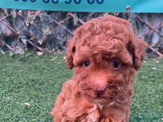 Caniche Toy perros - Anuncio 14