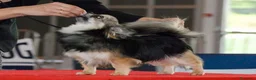 Chihuahua perros en venta: Machito de pelo largo - Anuncio 3