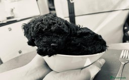 Caniche Toy perros en venta: Preciosa camada de caniche toy  - Imagen 6
