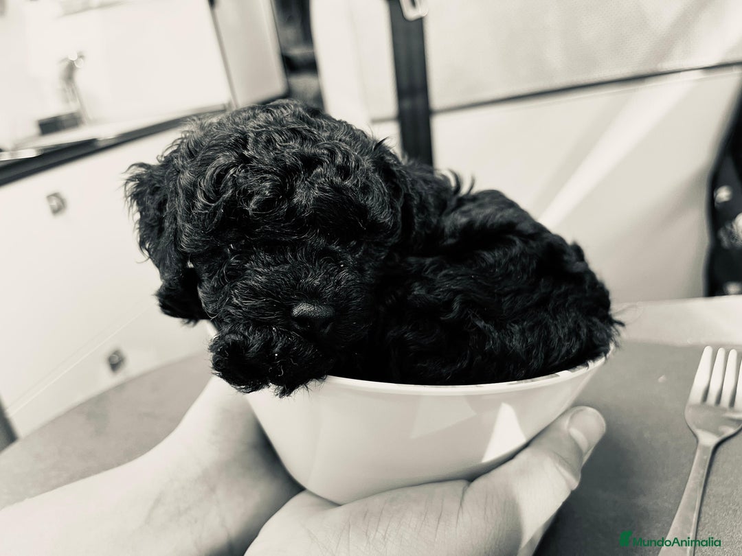 Caniche Toy perros en venta: Preciosa camada de caniche toy  - Imagen 6