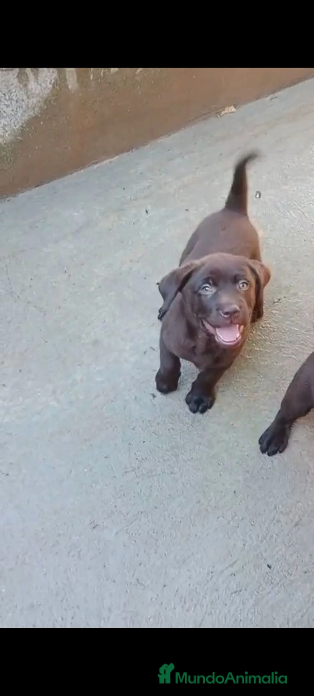 Labrador Retriever perros en venta: Labrador retriever chocolate disponible  - Anuncio 5