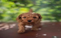 Caniche Toy perros en venta: Caniche toy macho - Imagen 7