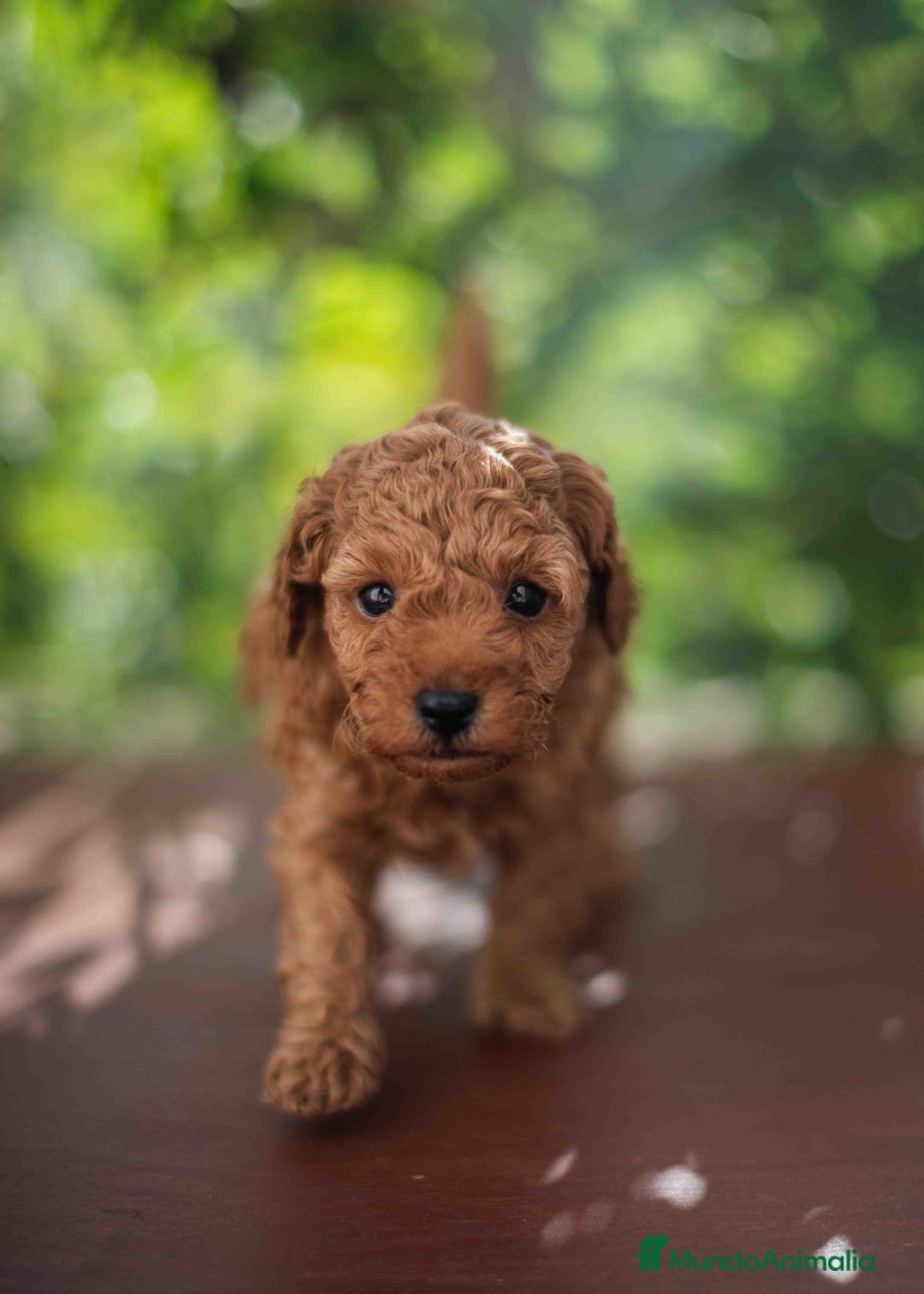 Caniche Toy perros en venta: Caniche toy macho - Imagen 7