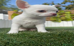 Chihuahua perros en venta: CHIHUAHUA HEMBRA - Imagen 10