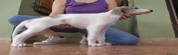 Borzoi perros en venta: Borzoi - Anuncio 10