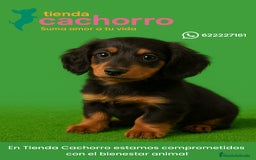 Teckel Miniatura perros en venta: TECKEL MINIATURA - Imagen 1