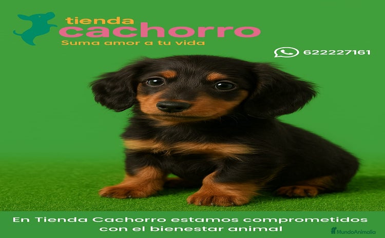 Teckel Miniatura perros - Anuncio 1