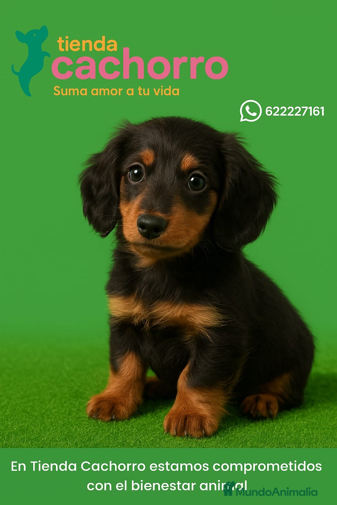 Teckel Miniatura perros en venta: TECKEL MINIATURA - Imagen 1
