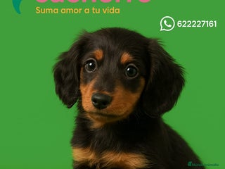 Teckel Miniatura perros - Anuncio 40