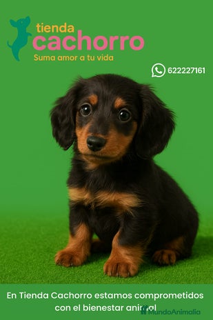 Teckel Miniatura perros - Anuncio 15