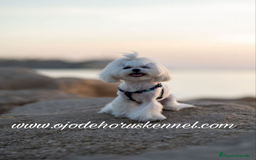 Bichón Maltés perros en venta: Bichón maltés 💯 coreano macho  - Imagen 2