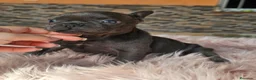 Bulldog Francés perros en venta: Bulldog francés exoticos  - Anuncio 2