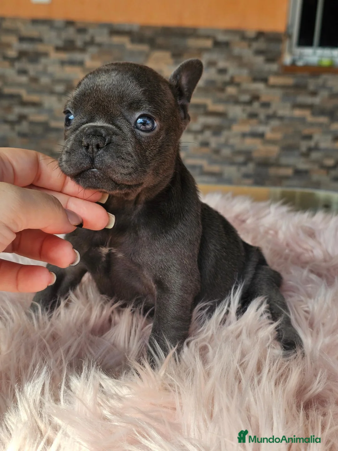 Bulldog Francés perros en venta: Bulldog francés exoticos  - Anuncio 2