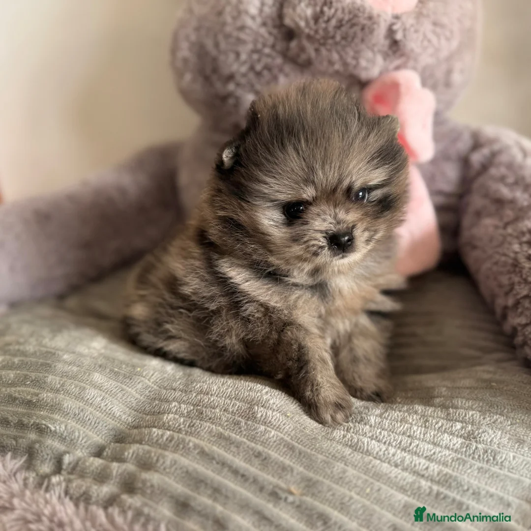 Pomerania perros en venta: Lulú de Pomerania Merle  - Anuncio 2