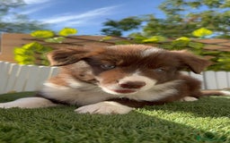 Border Collie perros en venta: BORDER COLLIE MACHO CHOCOLATE - Imagen 4