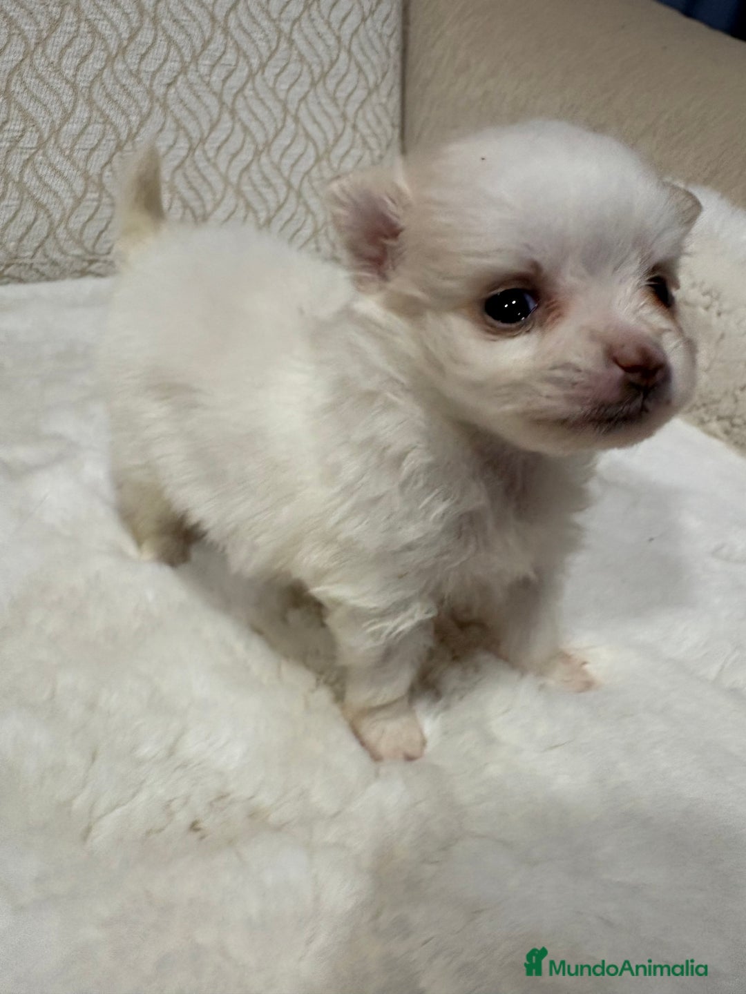 Pomerania perros en venta: Lulu Pomerania Toy hembra naranja blanca  - Anuncio 15