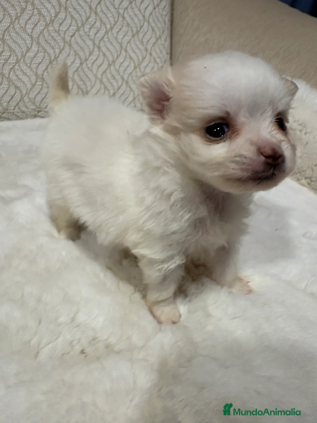 Pomerania perros en venta: Lulu Pomerania Toy hembra naranja blanca  - Anuncio 15