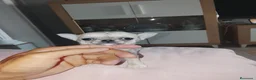 Chihuahua perros en venta: Chihuahuas - Anuncio 2
