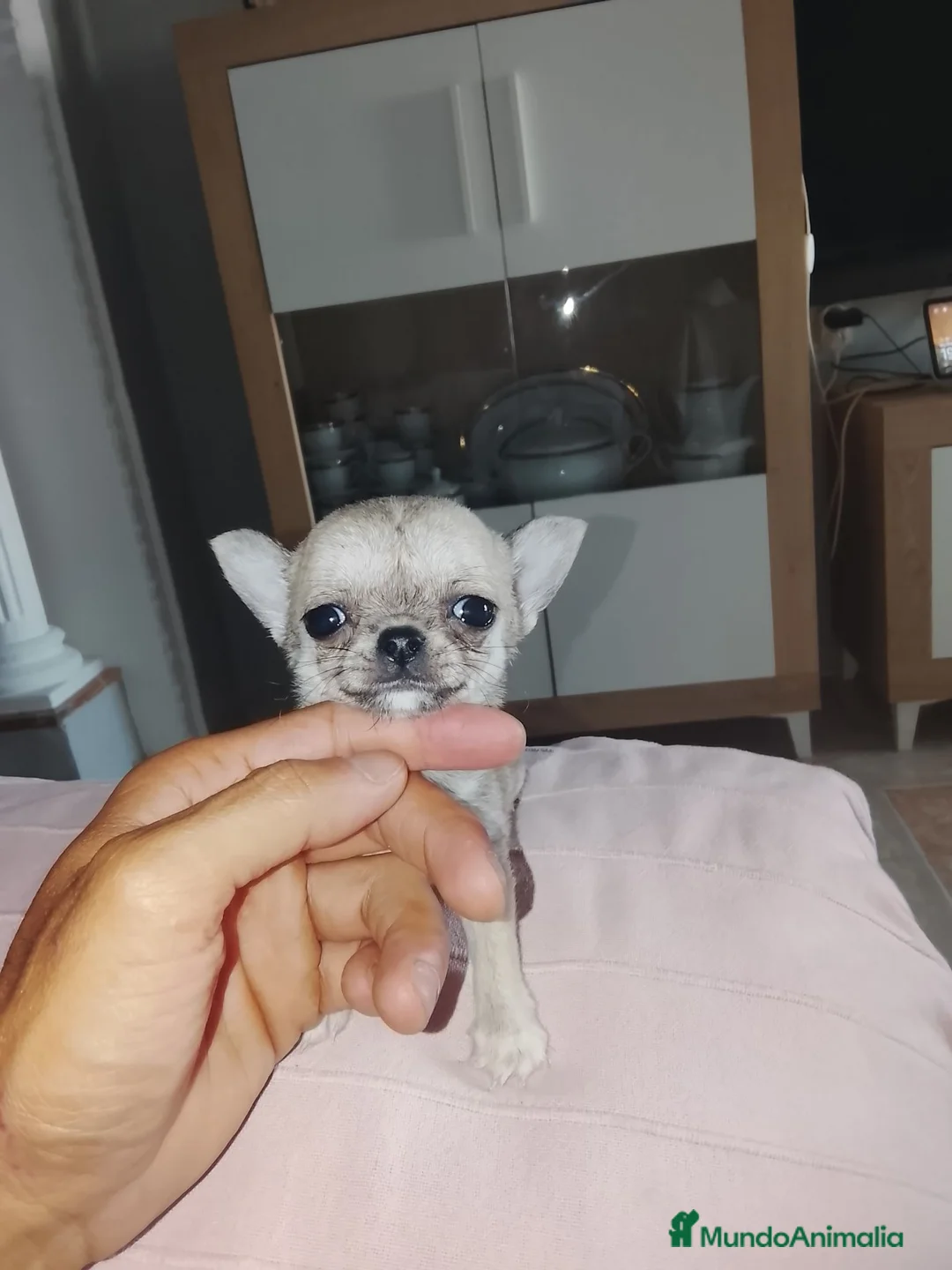 Chihuahua perros en venta: Chihuahuas - Anuncio 2