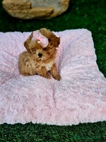 Maltipoo perros Maltipoo asiática mini - Anuncio 12