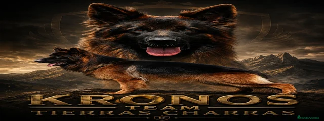 Kronos