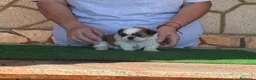 Shih Tzu perros en venta: Macho tricolor rojo - Anuncio 4