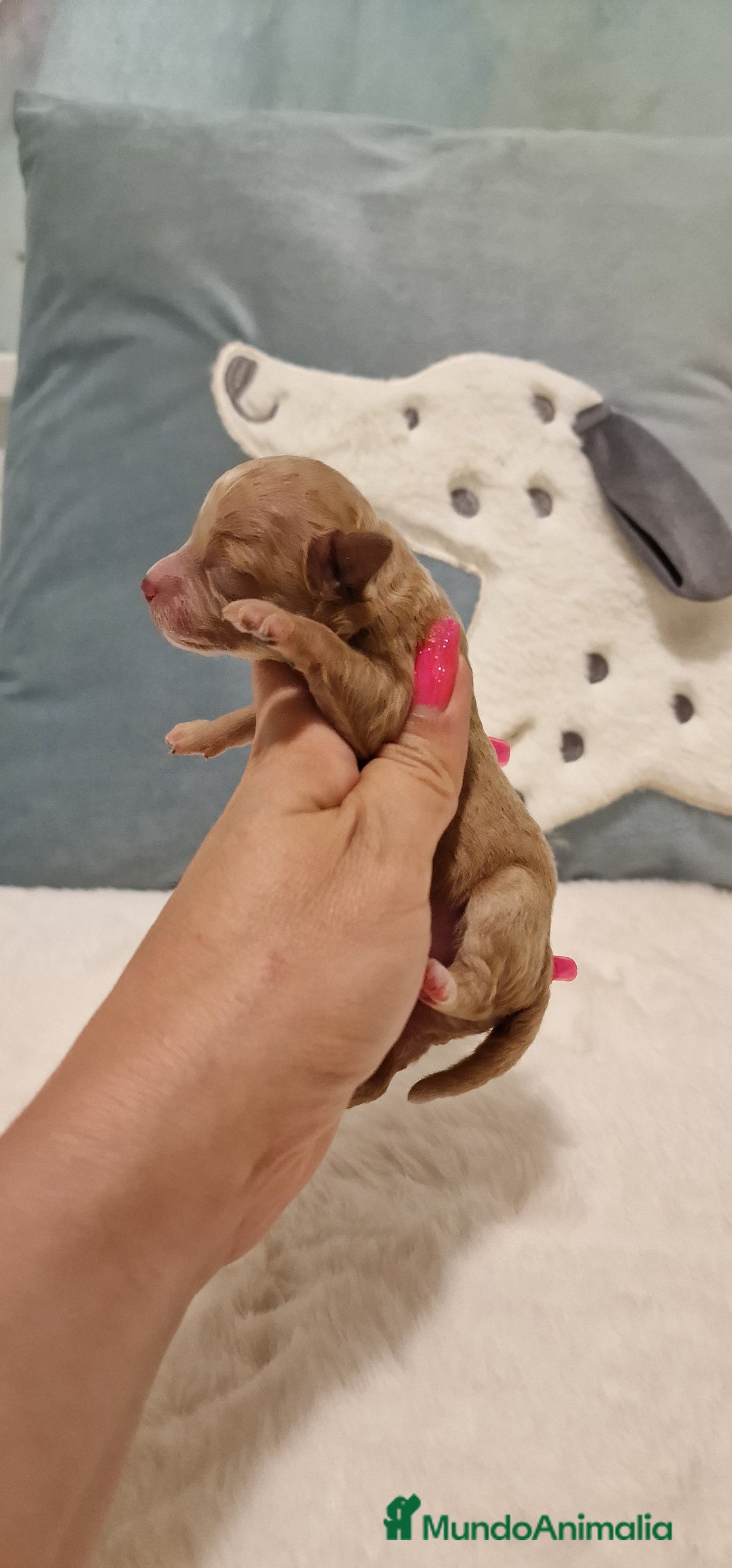 Caniche Toy perros en venta: Hembra y machos caniche toy  - Imagen 3