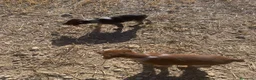 Épagneul Breton perros en venta: Epagneul bretón  - Anuncio 2
