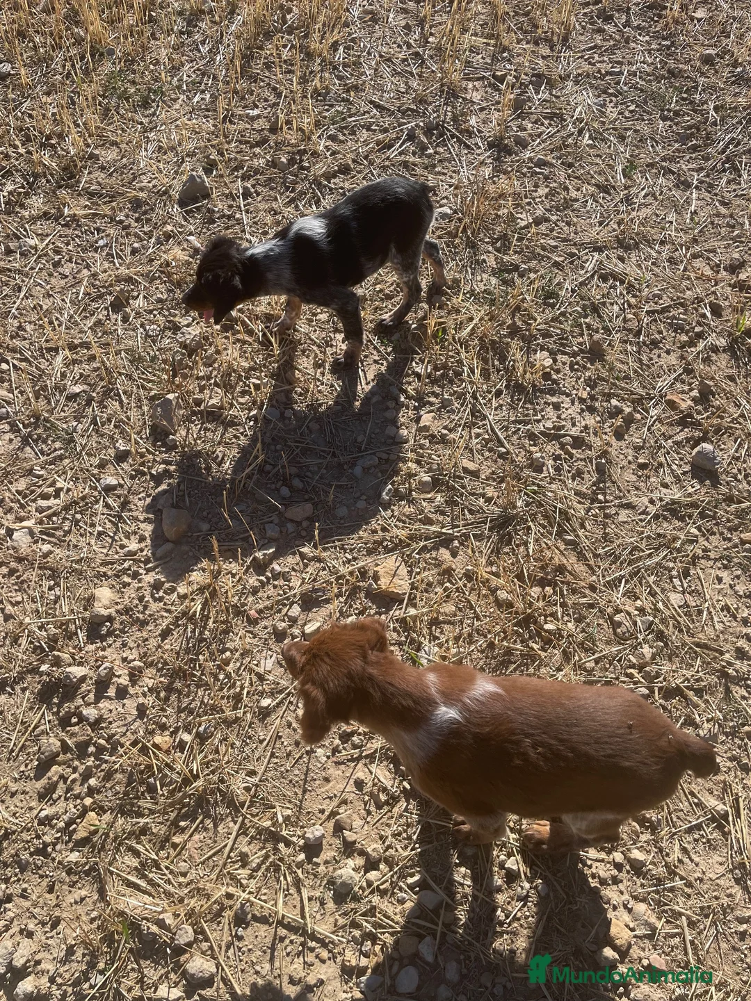 Épagneul Breton perros en venta: Epagneul bretón  - Anuncio 2