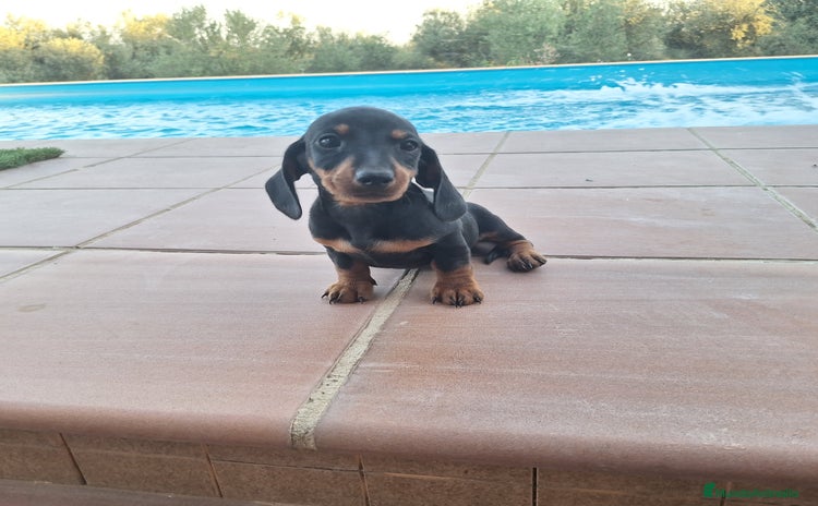 Teckel Miniatura perros - Anuncio 4