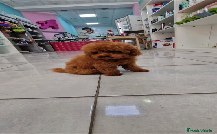 Caniche Toy perros - Propaganda 6