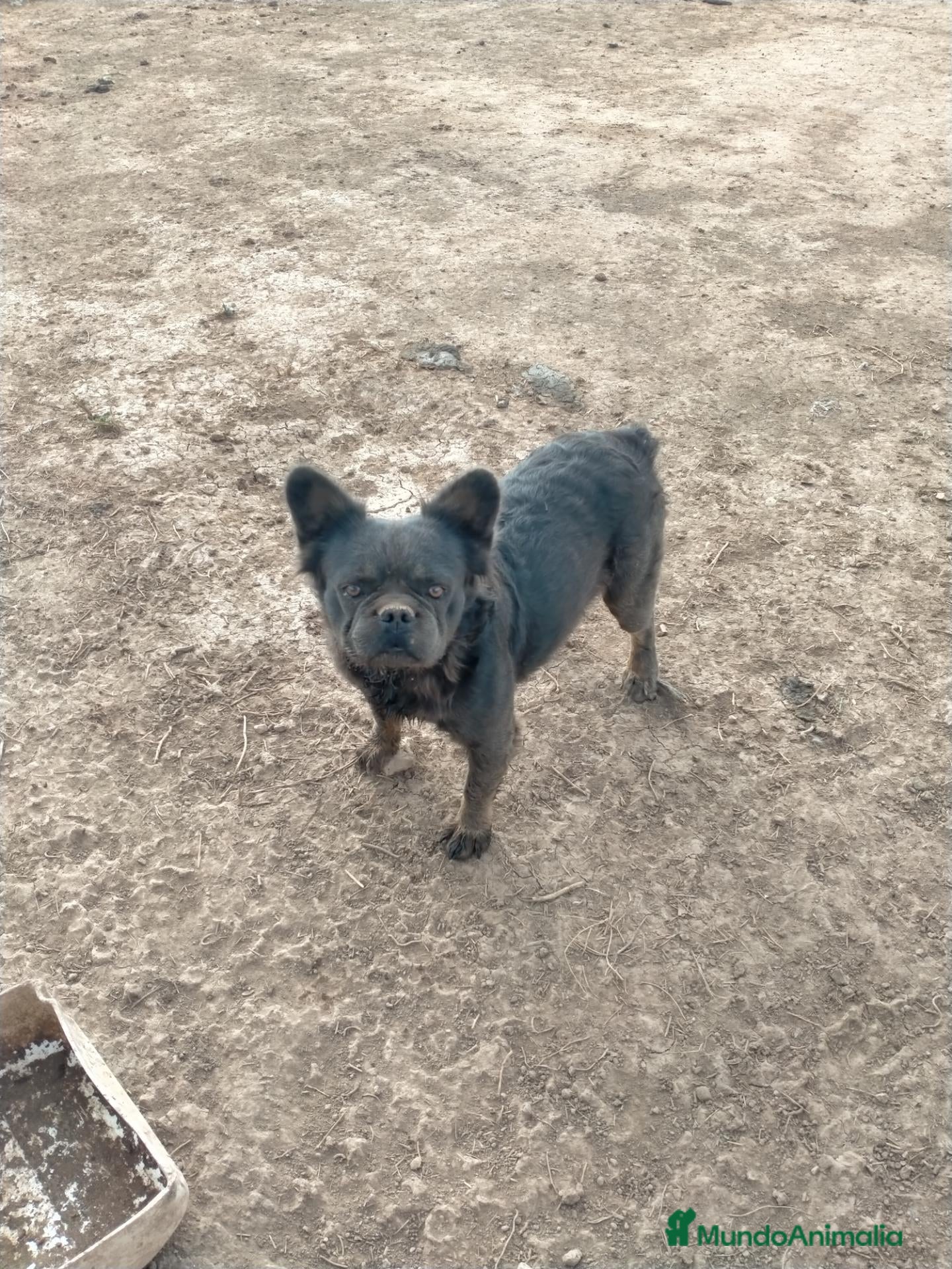 Bulldog Francés perros Bulldog francés flufy  - Anuncio 1