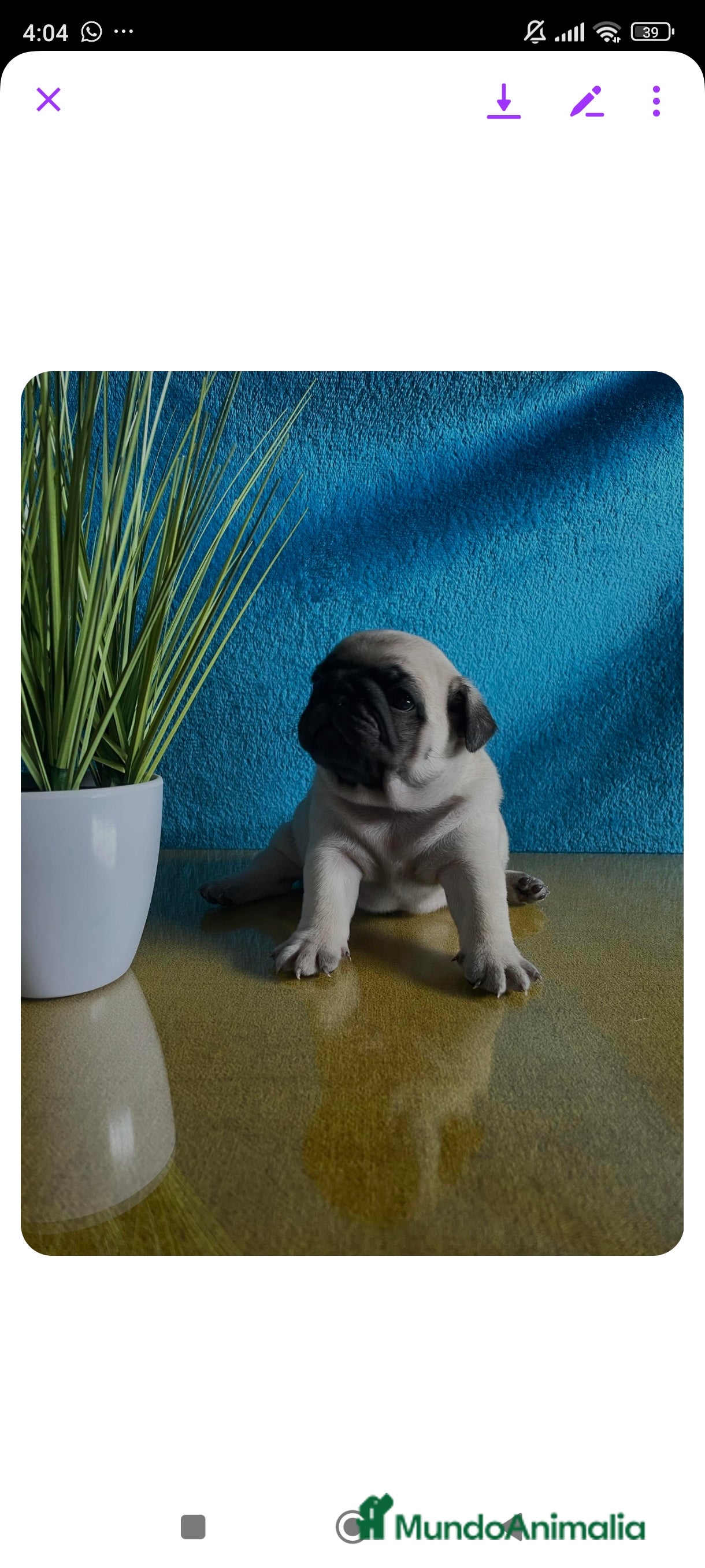 Carlino - Pug perros Carlino - Anuncio 11