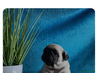 Carlino - Pug perros Carlino - Anuncio 1