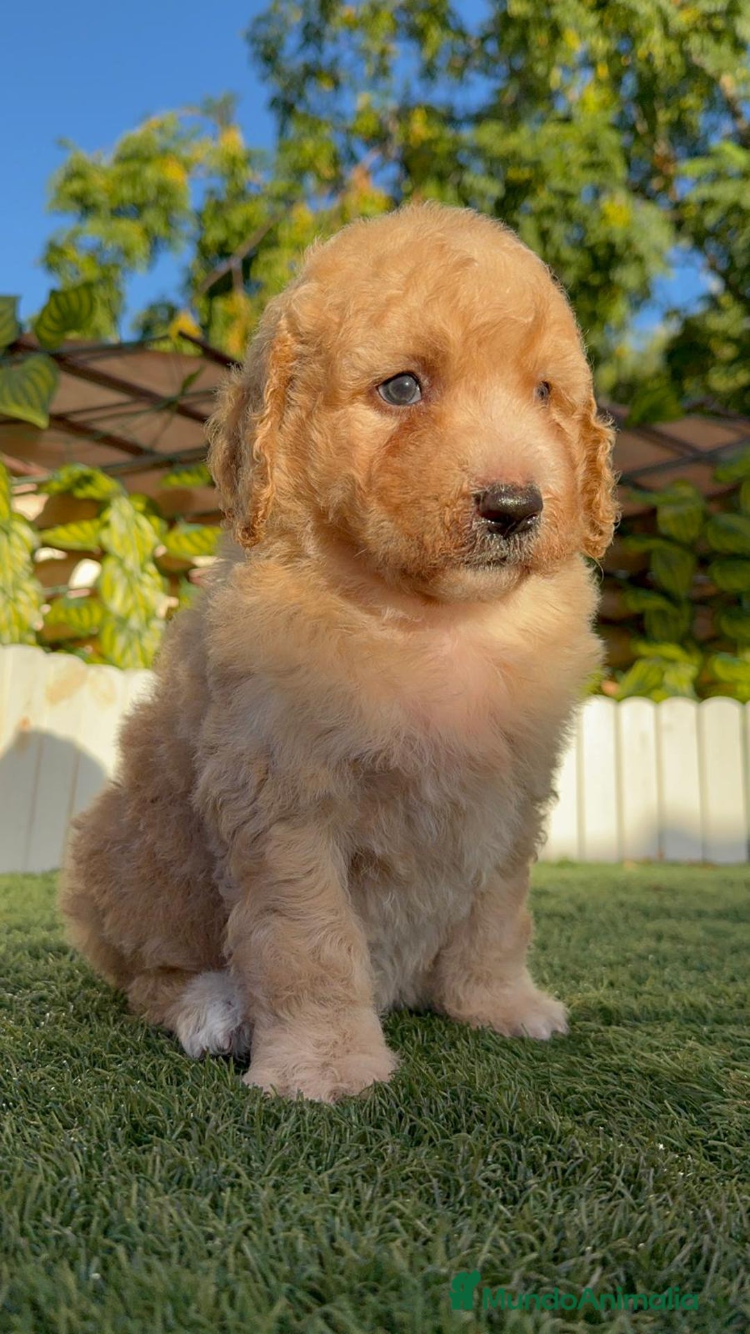 Perro de Agua Español perros en venta: PERRO DE AGUA ESPAÑOL  - Imagen 16