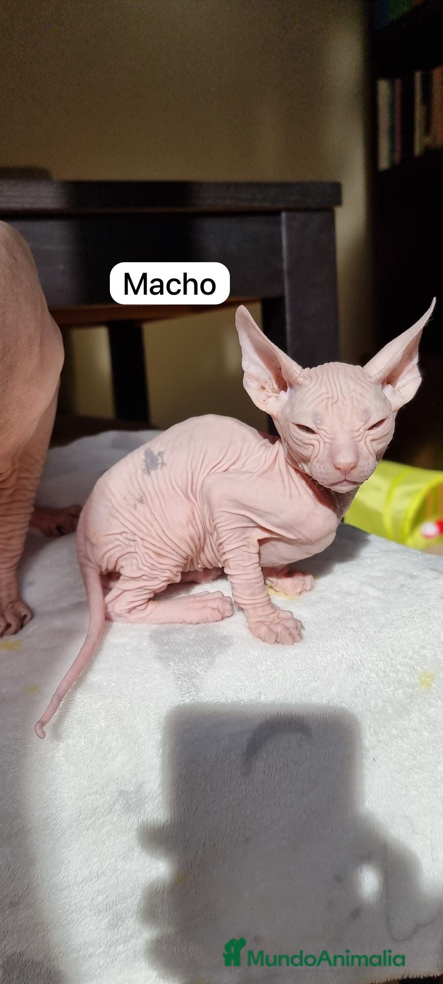 Sphynx gatos Encantadores Don Sphynx en Madrid - Anuncio 10