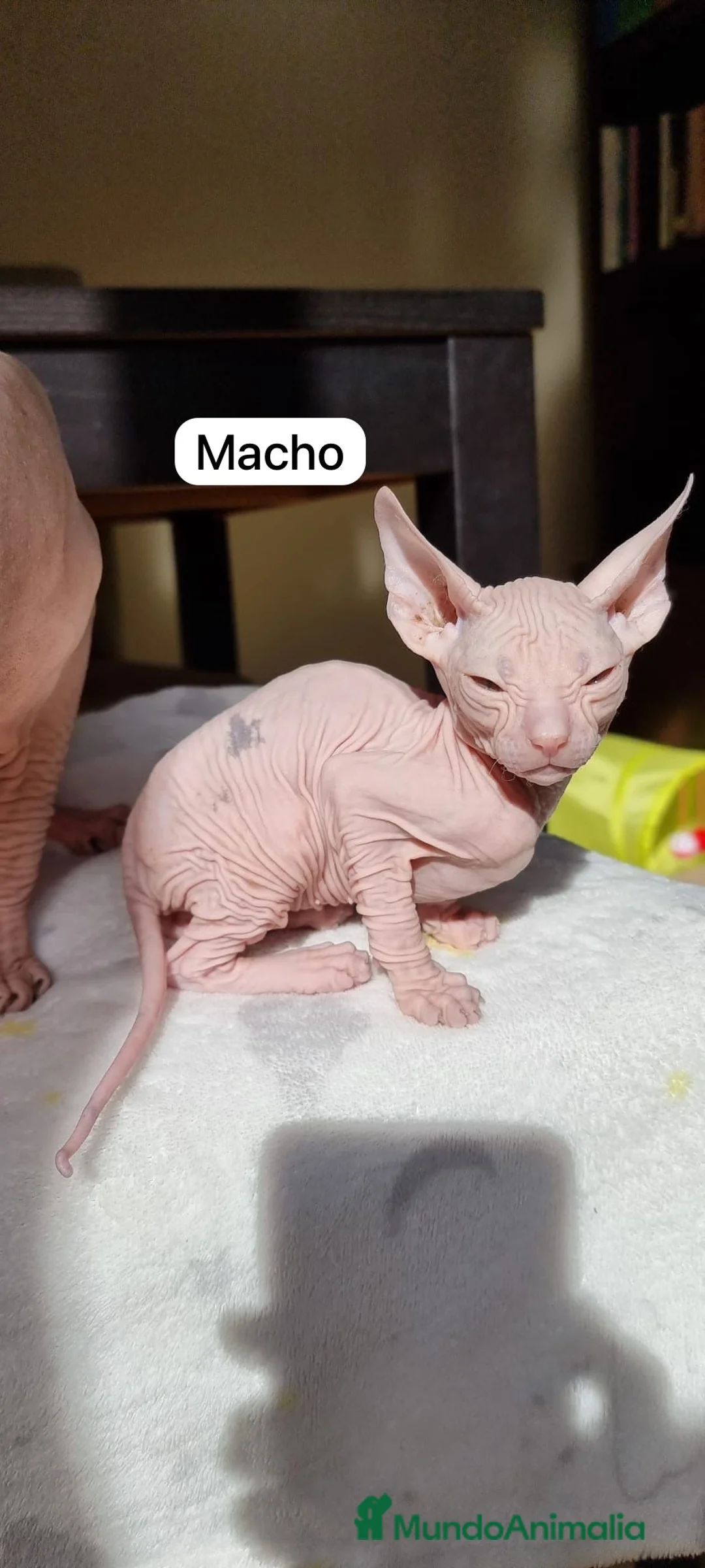 Sphynx gatos en venta: Encantadores Don Sphynx en Madrid - Anuncio 1