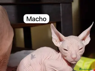 Sphynx gatos Encantadores Don Sphynx en Madrid - Anuncio 18